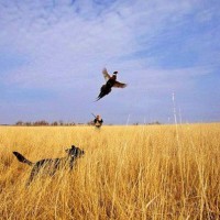 Охота на выпускного фазана: Экономика, история, традиции разведения фазанов и современное фазановодство