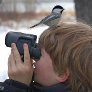 Наблюдение за птицами или «Птичий бизнес»?